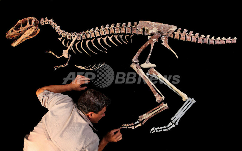 Ｔレックスの祖先は小さかった、保存状態の良い化石が中国で見つかる