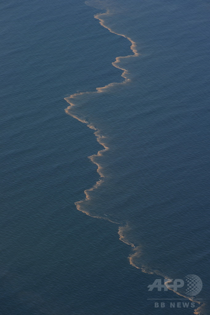 イルカの肺疾患と大量死、BP原油流出に起因 研究報告 イルカの肺疾患と大量死、BP原油流出に起因 研究報告