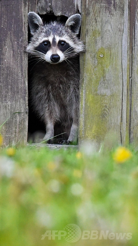 何かご用 納屋の戸から顔をのぞかせるアライグマ 写真1枚 国際ニュース Afpbb News