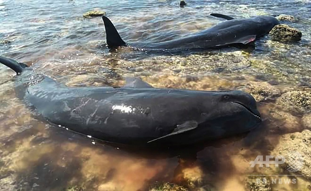 ゴンドウクジラが多数打ち上げ 10頭救出も7頭死ぬ インドネシア 写真6