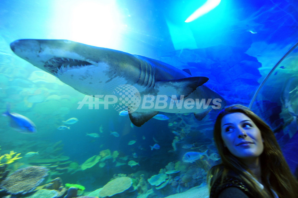 トルコ初の巨大水族館 Turkuazoo がオープン 写真4枚 国際ニュース Afpbb News