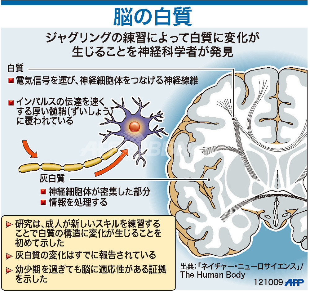 【図解】脳の白質 写真1枚 国際ニュース：AFPBB News