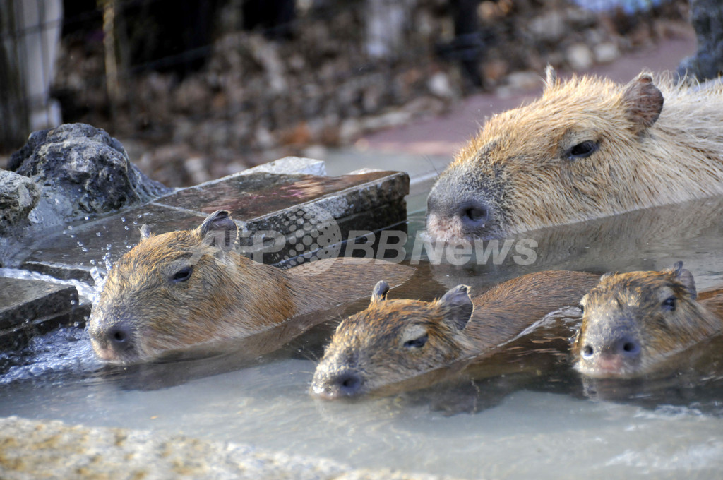 露天風呂でホットするカピバラの親子、埼玉県こども動物自然公園