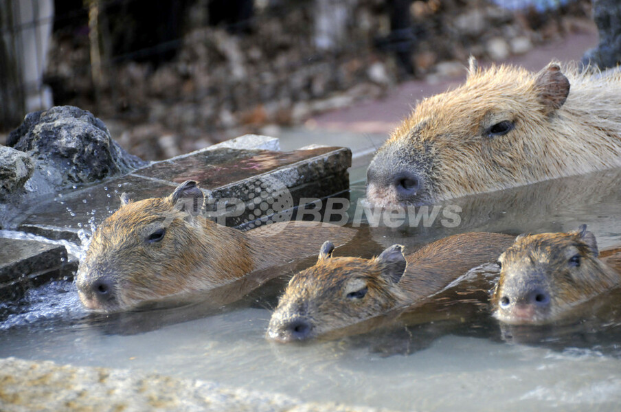 露天風呂でホットするカピバラの親子、埼玉県こども動物自然公園