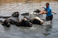 イラク・バグダッド東部を流れるチグリス川の支流で水牛に水浴びをさせる男性（2021年8月2日撮影）。(c)AHMAD AL-RUBAYE / AFP