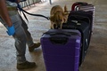 パナマのトクメン国際空港で探知犬として訓練を受ける「ミリ」（2022年7月27日撮影）。(c)Luis ACOSTA / AFP