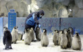 今年生まれたコウテイペンギンのひなに餌を与える飼育員（2020年11月8日撮影）。(c)Xinhua News