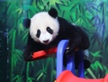 中国広東（Guangdong）省広州（Guangzhou）の動物園、長隆野生動物世界（Chimelong Safari Park）で遊ぶ生後6か月のジャイアントパンダ「隆隆（ロンロン、Long Long）」（2014年2月16日撮影）。(c)AFPP