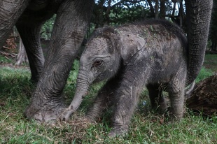 絶滅危機のスマトラゾウ、赤ちゃん誕生 インドネシア