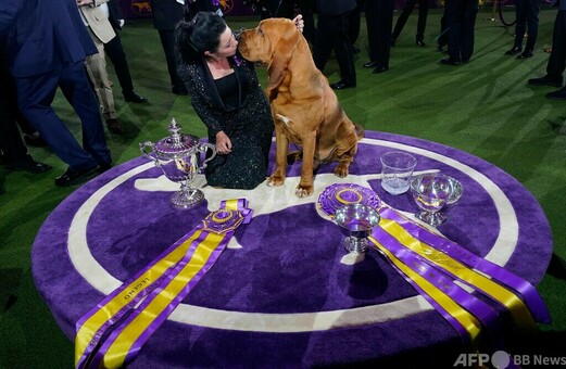 米伝統のドッグショー、最高賞はブラッドハウンドの「トランペット