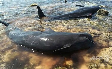 ゴンドウクジラが多数打ち上げ 10頭救出も7頭死ぬ インドネシア 写真6
