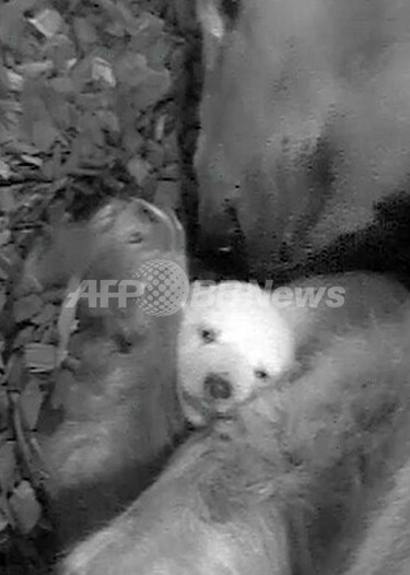目を開けたシロクマ赤ちゃん、ばっちりカメラ目線 ドイツ 写真3枚 国際