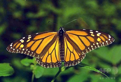 オオカバマダラの大移動、起源は数百年前か 従来説を否定 写真1枚 国際