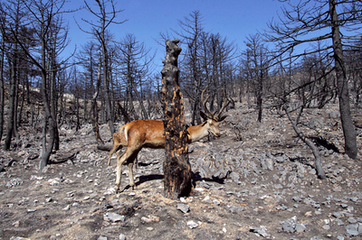 ギリシャで森林火災が頻発