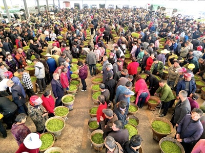 四川の新茶市場、取引最盛期を迎える・中国