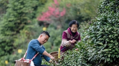 早晩に雲霧が立ち込め、黄山で毛峰茶を味わう