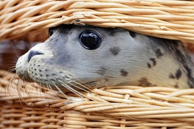 もうすぐ故郷へ、野生に海に帰るアザラシの赤ちゃん