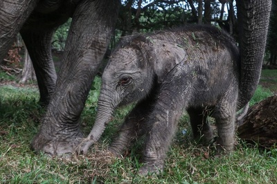 絶滅危機のスマトラゾウ、赤ちゃん誕生 インドネシア