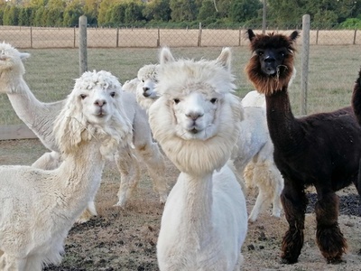 アルパカとロバの抗体をコロナ治療薬に 南米で研究