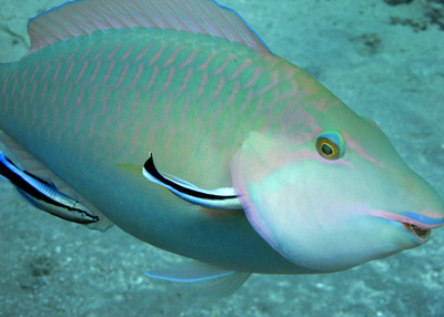 掃除魚の世界では、オスの方が「腹黒い」？ スイス研究