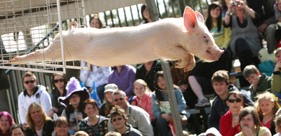 子ブタが走る！飛ぶ！メルボルンで子ブタ競技大会