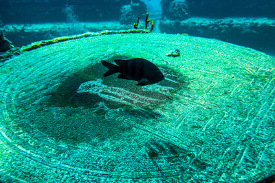米フロリダ沖の海中墓地 水生生物のライフラインに