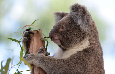 動物園のコアラ、木の枝に座ってご機嫌 シドニー