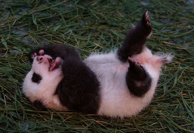 草の上でゴロゴロ、台湾のパンダ親子