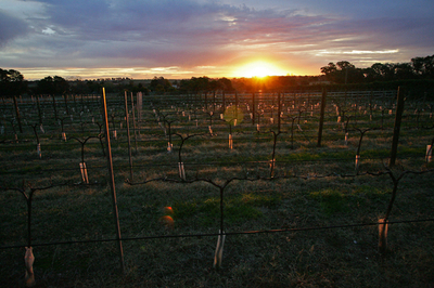 干ばつでブドウの収穫が大幅減、オーストラリアのワインメーカーに打撃