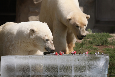 米最高齢のホッキョクグマ1頭、死ぬ 34歳