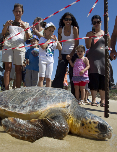 陸で保護されたウミガメ、地中海に帰る イスラエル