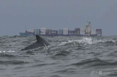 クジラにのみ込まれた男性、一部始終が動画に 南米チリ