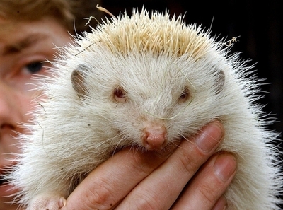 ハリネズミを投げつけた男に罰金刑　ニュージーランド