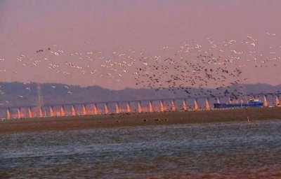 27種類の渡り鳥が鄱陽湖の湖口水域に飛来　中国