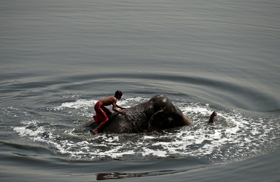 象さんと一緒に水浴び、インド