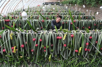 中国のゴビ砂漠で栽培した熱帯果物 収穫期を迎える