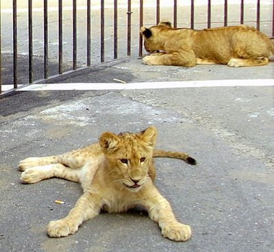 双子の子ライオン、サーカスから盗まれる フランス