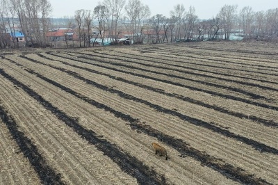 シベリアトラ、農民襲い車の窓粉々に 中国東北部