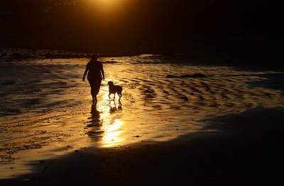 フランスの忠犬、飼い主の自殺を止める