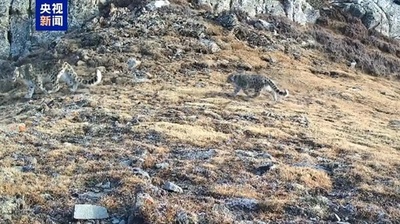 世界初　ユキヒョウの野生復帰で繁殖と育児を実現=中国・賀蘭山