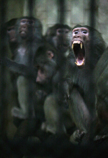 ヒヒ襲撃でラジオ放送一時中断、ジンバブエ