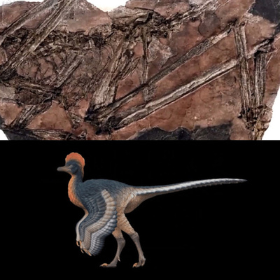 中国福建省で翼持つ恐竜の化石発見 鳥類進化の謎に重要なヒント