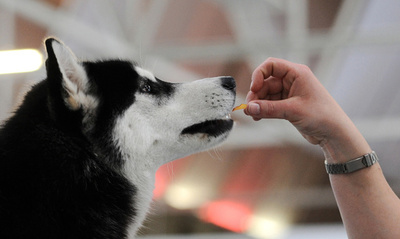 スイス 女性が飼い犬に訓練所で襲われ死亡 写真1枚 国際ニュース Afpbb News