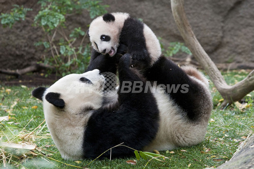 赤ちゃんパンダのユンツィー ママと初めてのお外遊び 米サンディエゴ動物園 写真1枚 ファッション ニュースならmode Press Powered By Afpbb News
