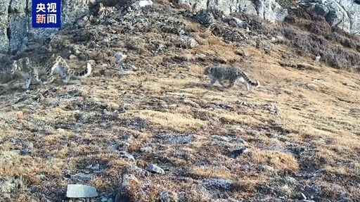 世界初　ユキヒョウの野生復帰で繁殖と育児を実現=中国・賀蘭山
