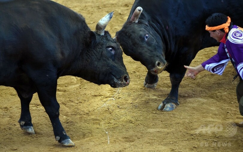 沖縄闘牛「ウシオーラセー」、横綱目指し手厚く育てる