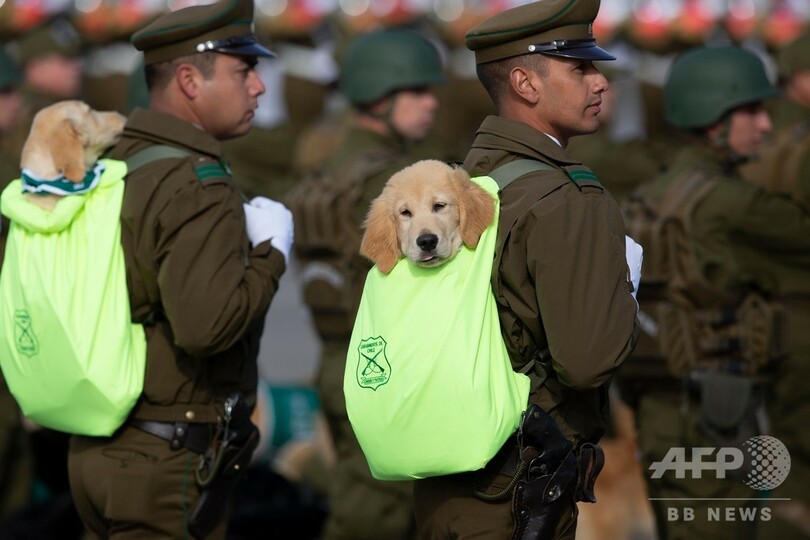 「どんな捜査も任せて…？」 警察犬の卵、担がれて軍事パレード参加
