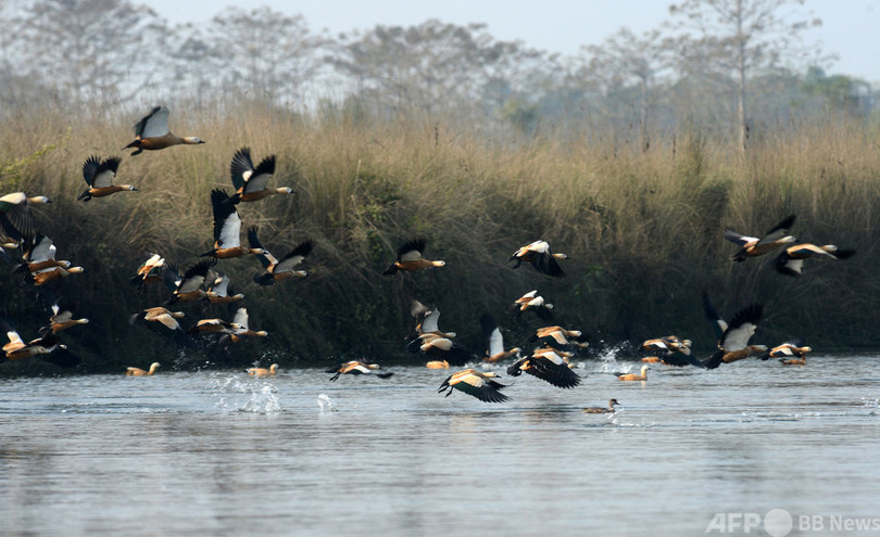 自然保護で高評価のネパール、裏で先住民「虐待」 人権団体報告