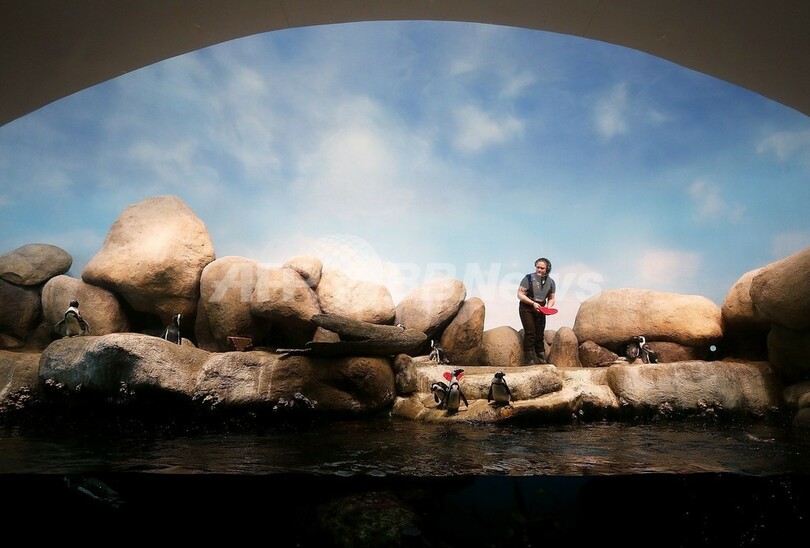 読める？ペンギンにバレンタインカード、来館者が手書き