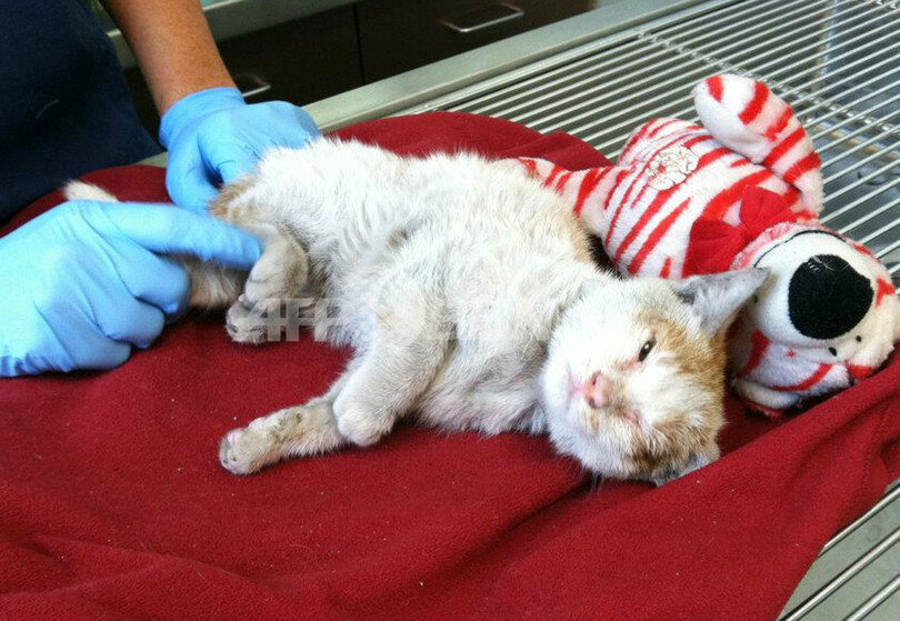 米で中国発のコンテナから子猫を保護、水なしで2週間生き延びる